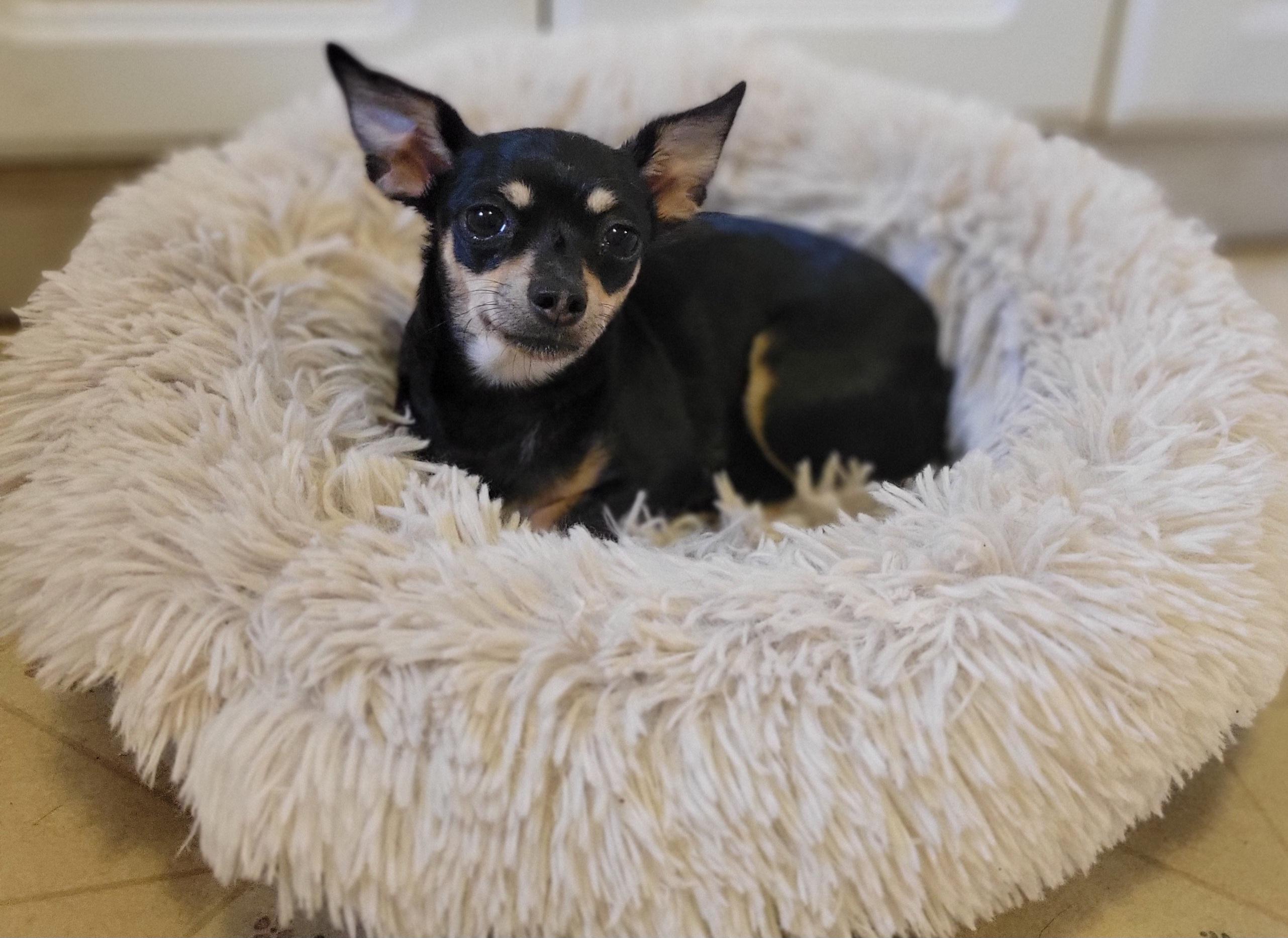 Enlarge Polly Pocket, a Adopted Chihuahua in Elwood, NJ image 2/4