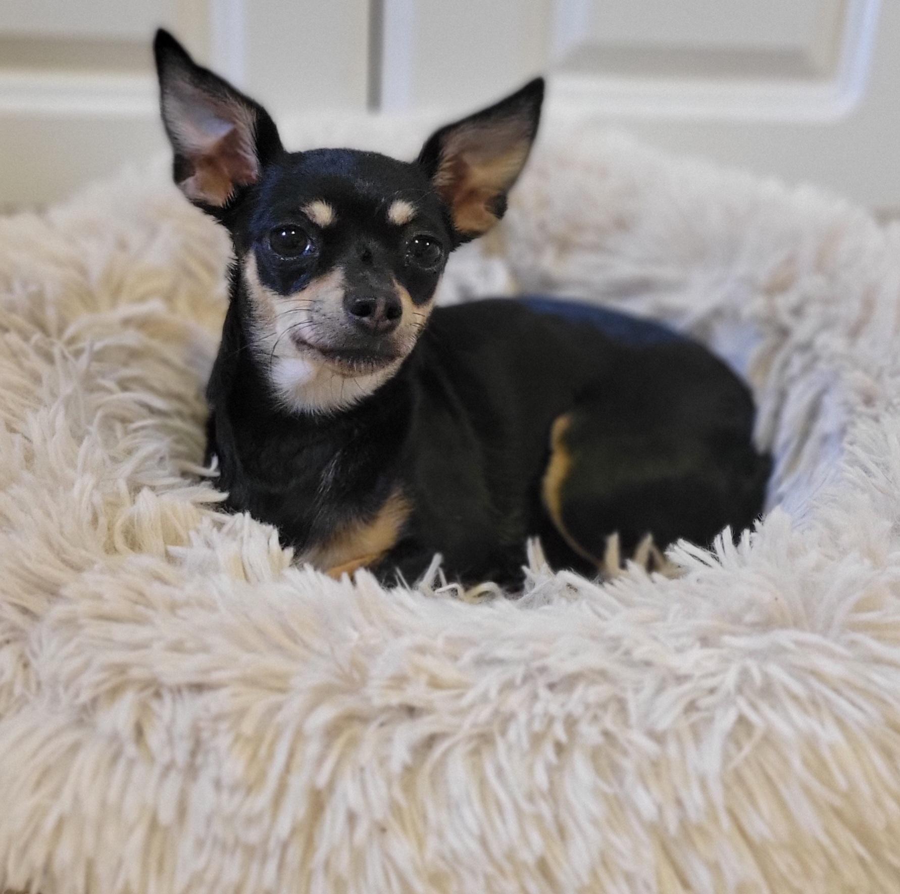 Polly Pocket, Adopted, Adult Female Chihuahua.