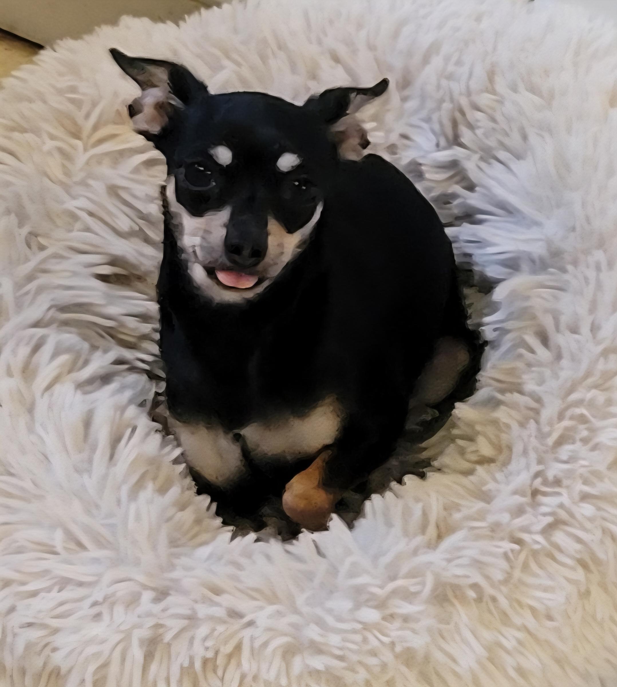 Enlarge Polly Pocket, a Adopted Chihuahua in Elwood, NJ image 4/4