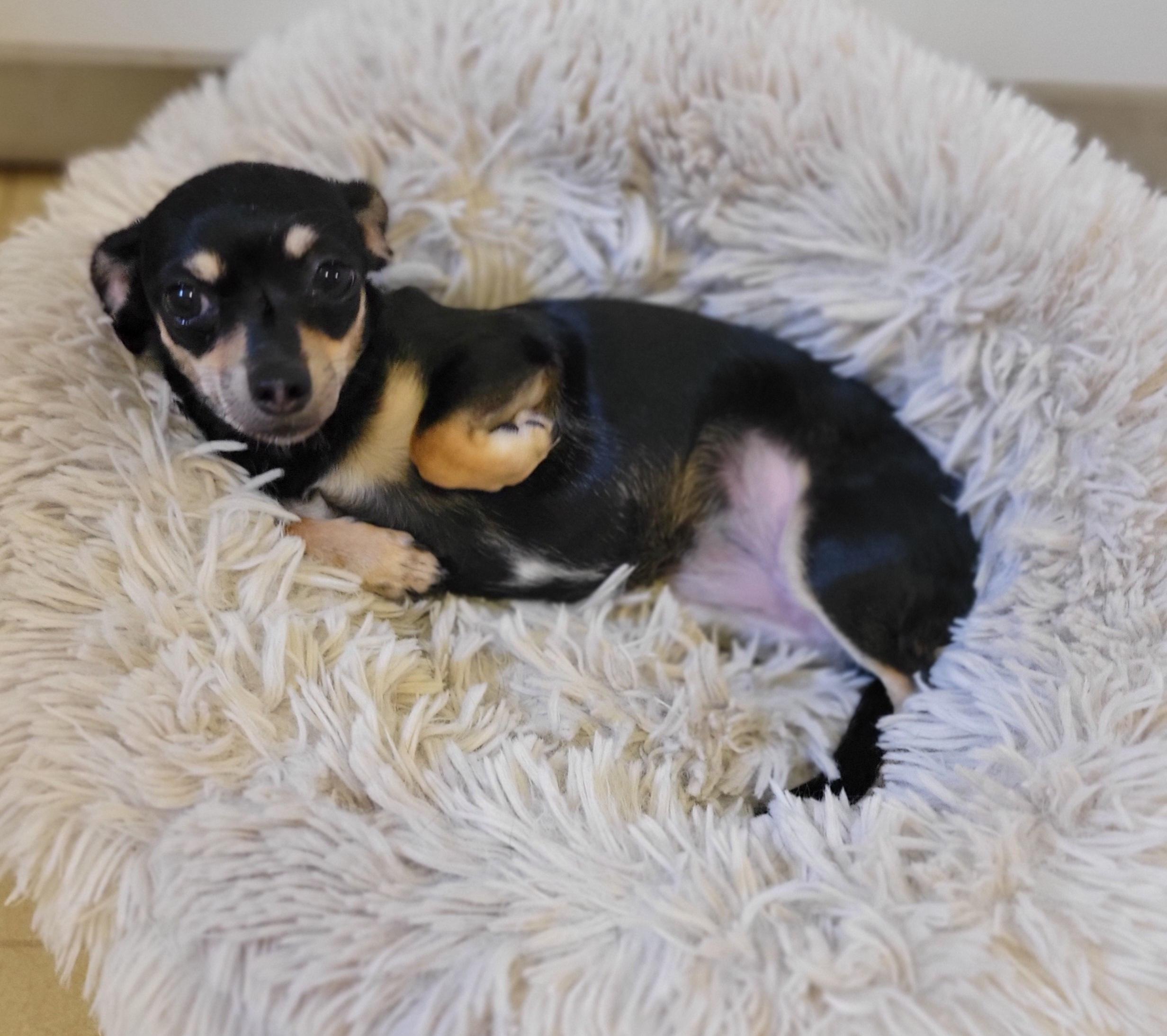 Enlarge Polly Pocket, a Adopted Chihuahua in Elwood, NJ image 3/4