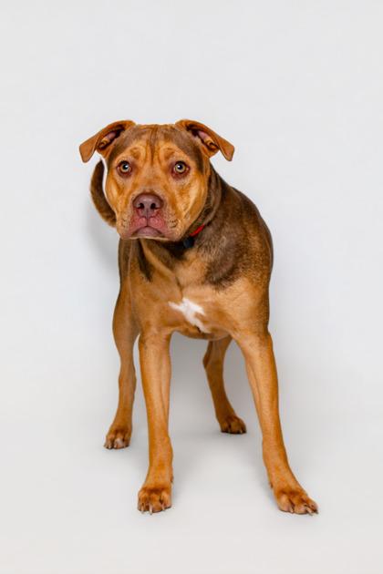 Buddie, Adoptable, Young Male Mixed Breed & Mixed Breed.