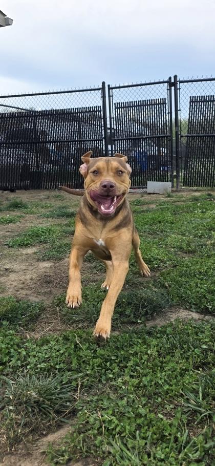Buddie, Adoptable, Young Male Mixed Breed & Mixed Breed.