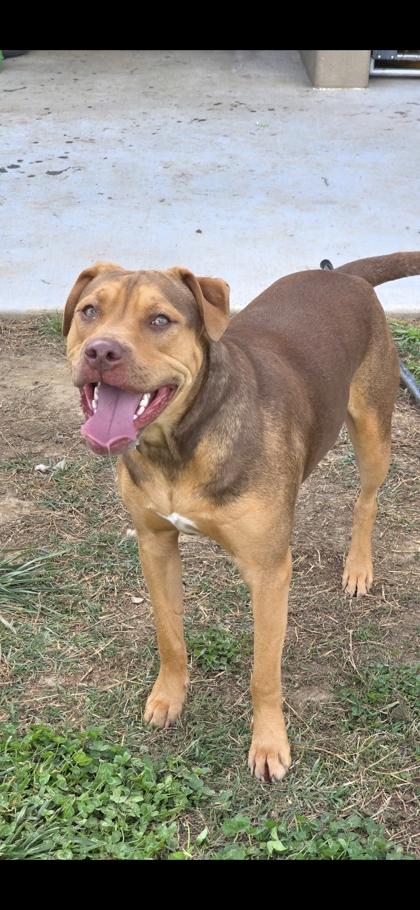 Enlarge Buddie, a Adoptable mixed breed in Sevierville, TN image 2/3