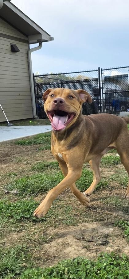 Enlarge Buddie, a Adoptable mixed breed in Sevierville, TN image 3/3