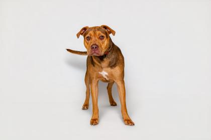 Enlarge Buddie, a Adoptable mixed breed in Sevierville, TN image 3/3