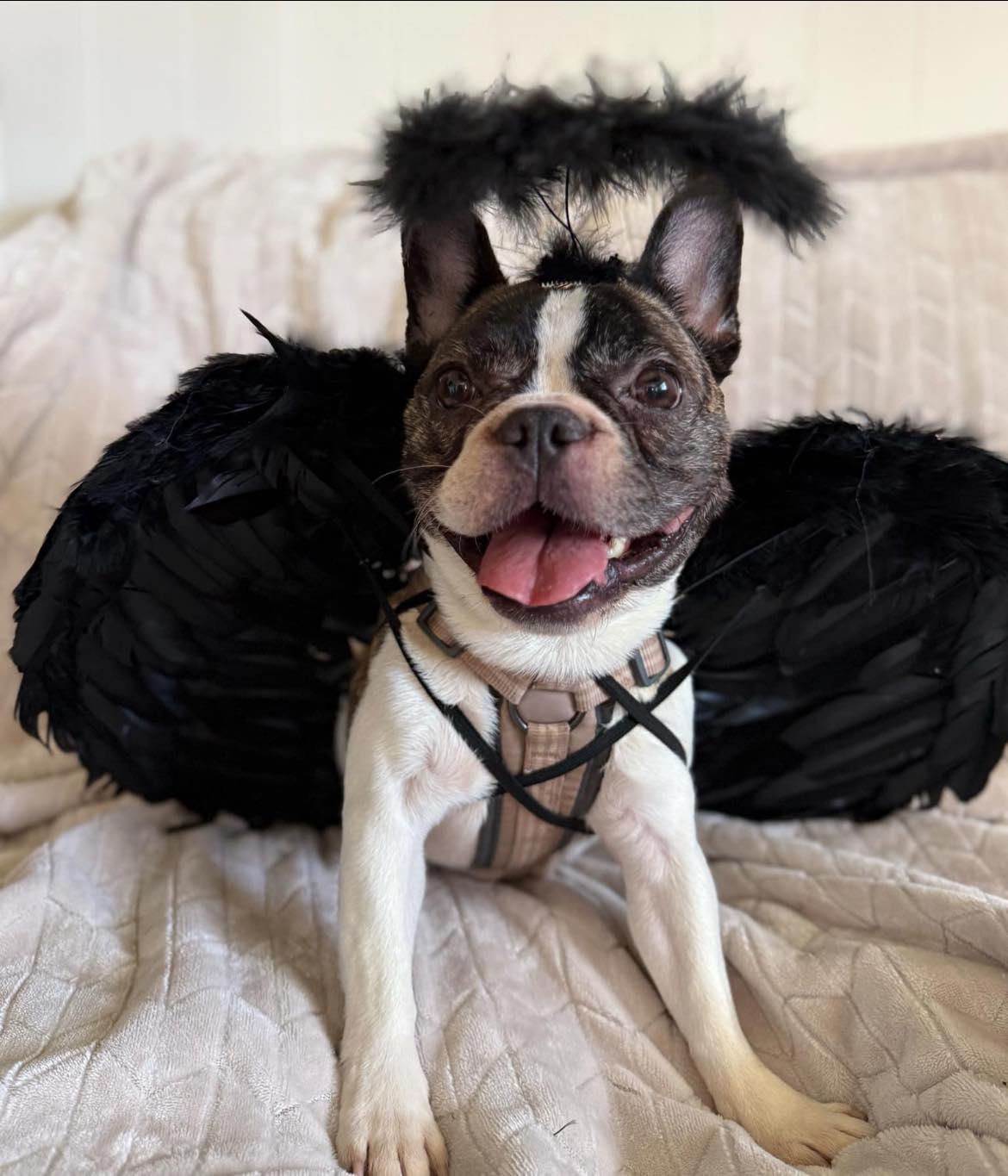 Cynthia Petunia, Adopted, Adult Female French Bulldog.
