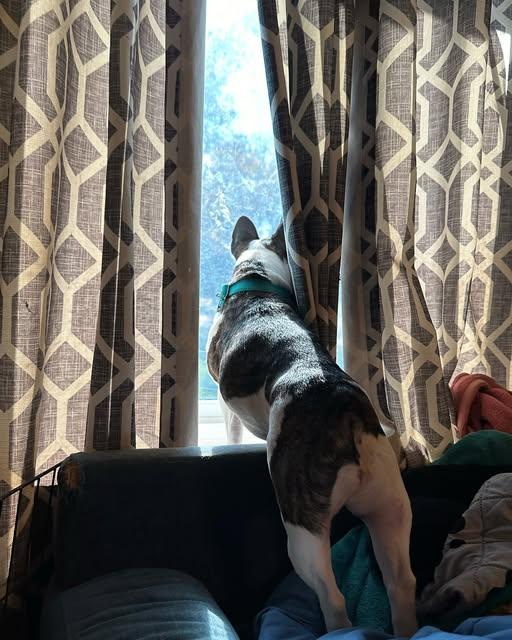 Cynthia Petunia, a Adopted French Bulldog in Portage, MI image 5/5