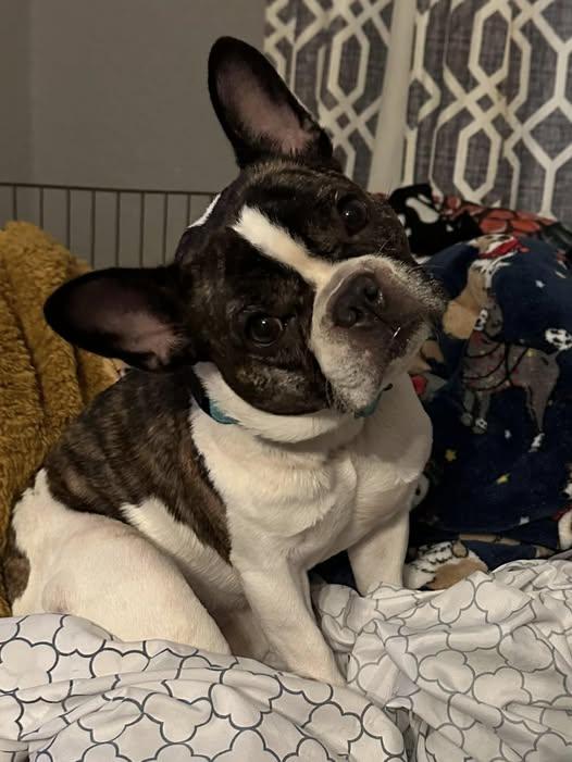 Cynthia Petunia, a Adopted French Bulldog in Portage, MI image 3/5