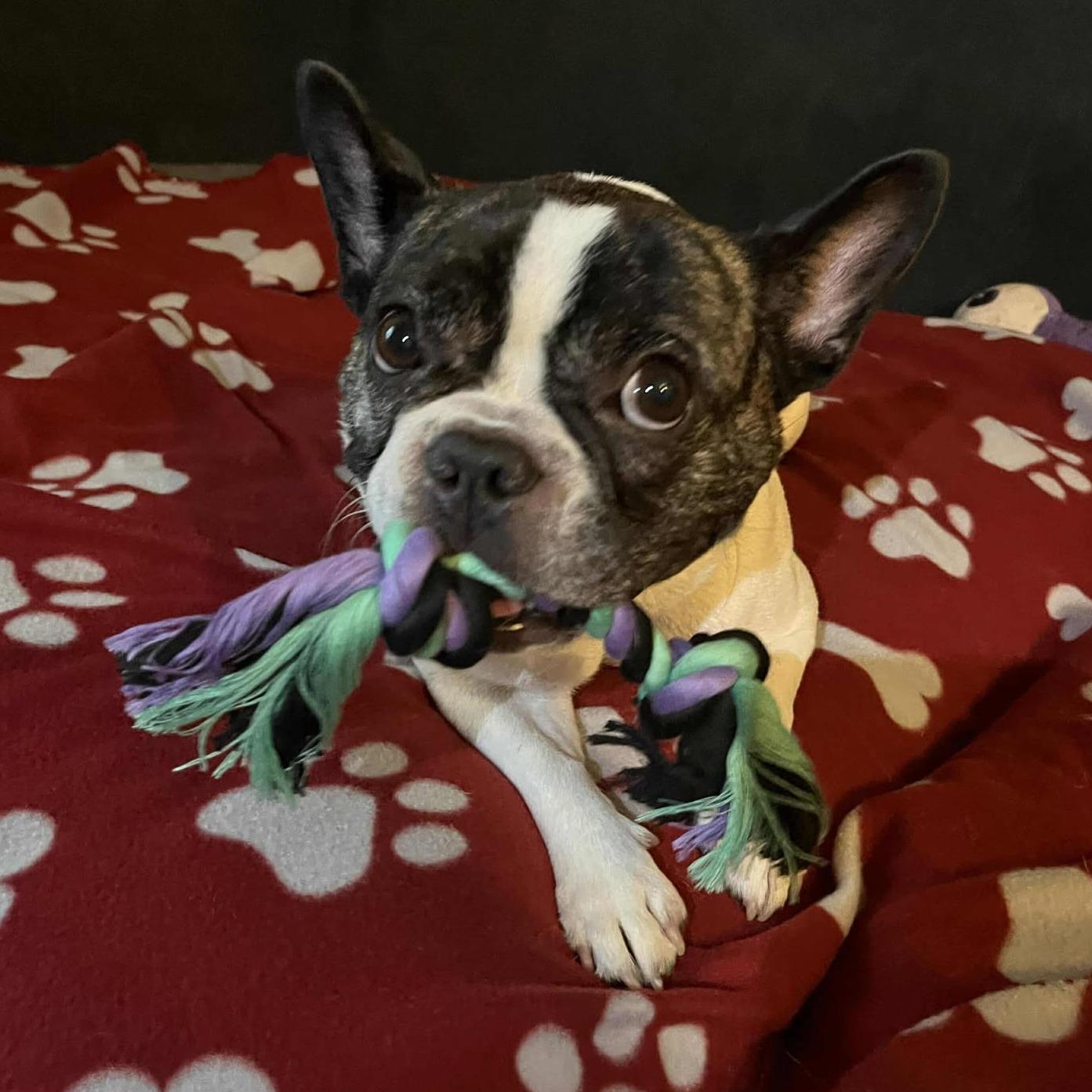 Cynthia Petunia, a Adopted French Bulldog in Portage, MI image 4/5
