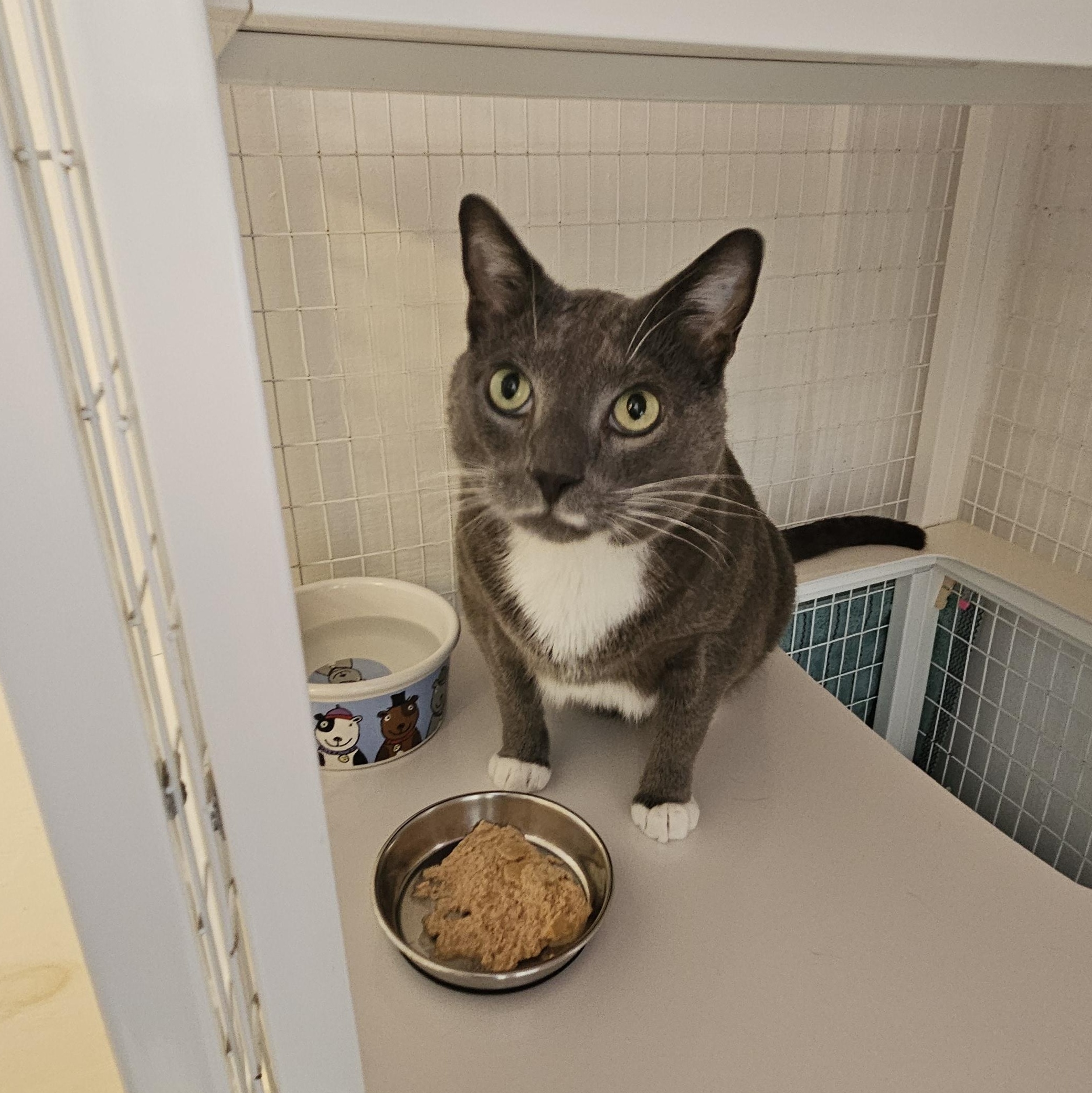 Lucas, ADOPTABLE, Adult Male Domestic Short Hair.