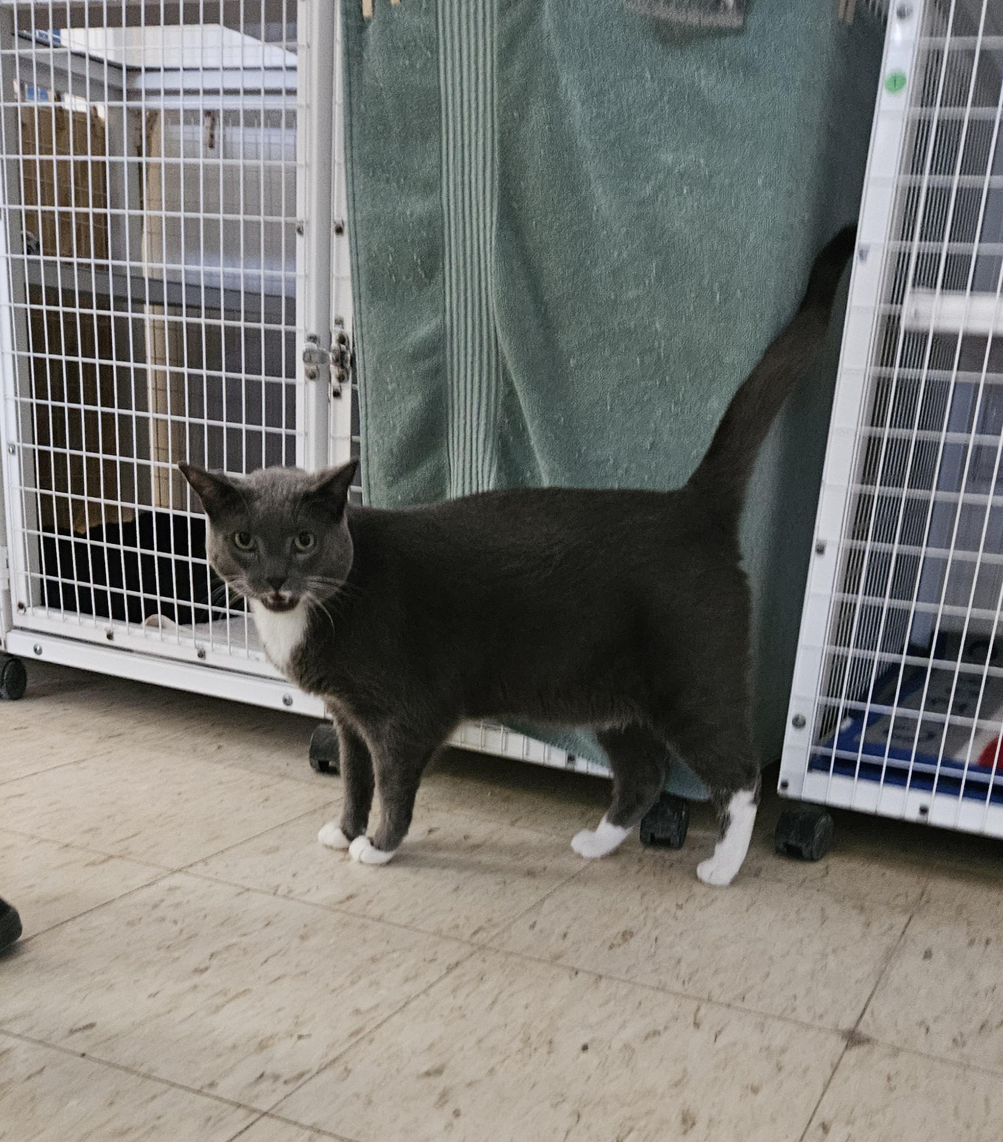Lucas, a ADOPTABLE Domestic Short Hair in Melbourne, FL image 2/2