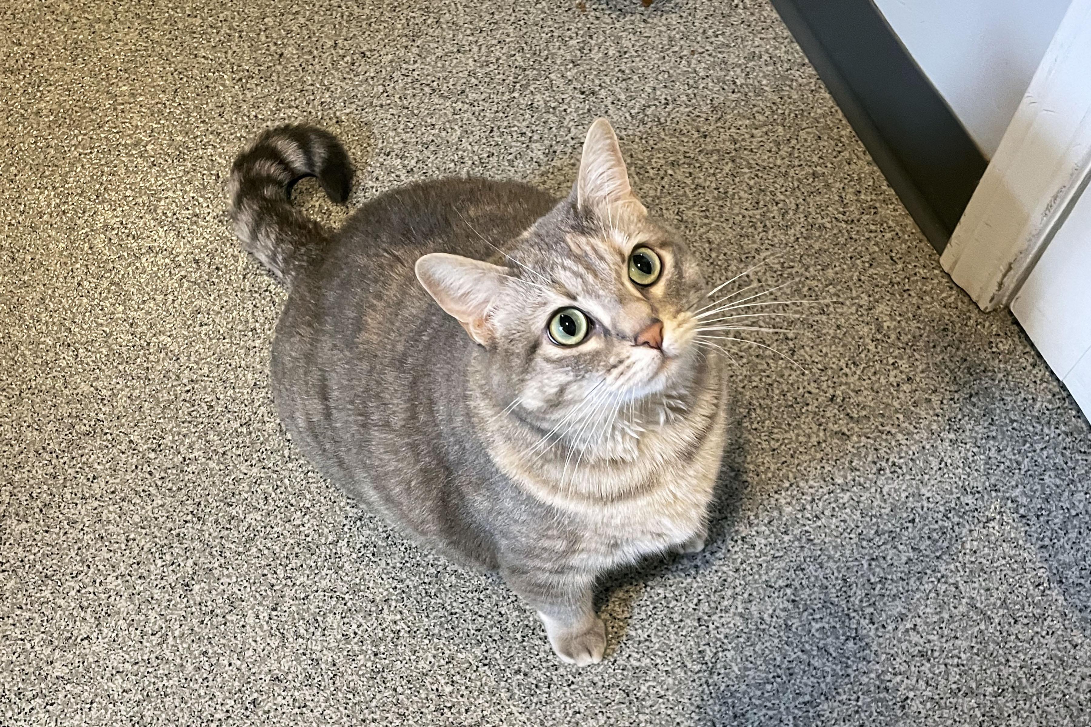Snowball, ADOPTABLE, Adult Female Domestic Short Hair.