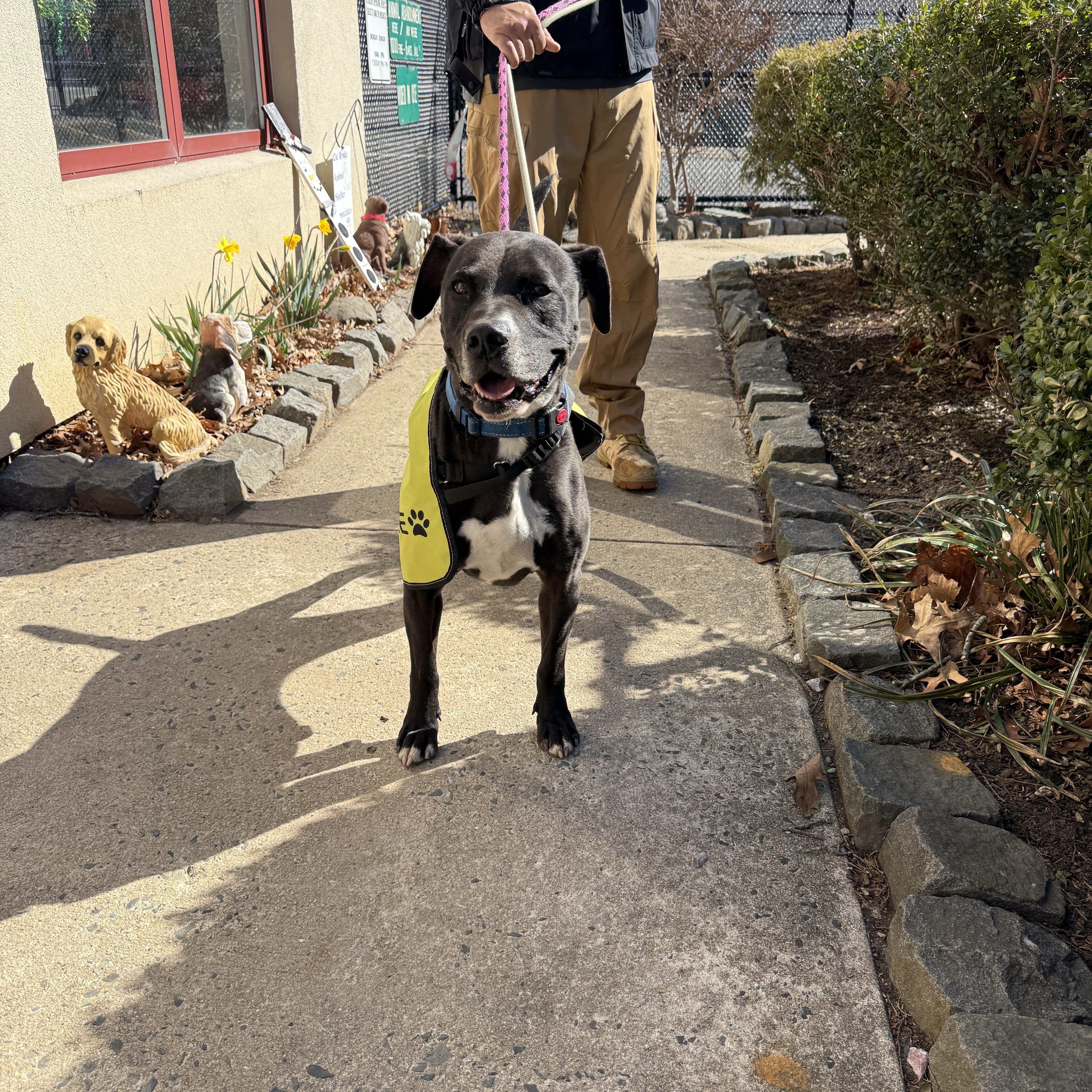Caliber, a Adoptable mixed breed in Old Bridge, NJ image 1/6