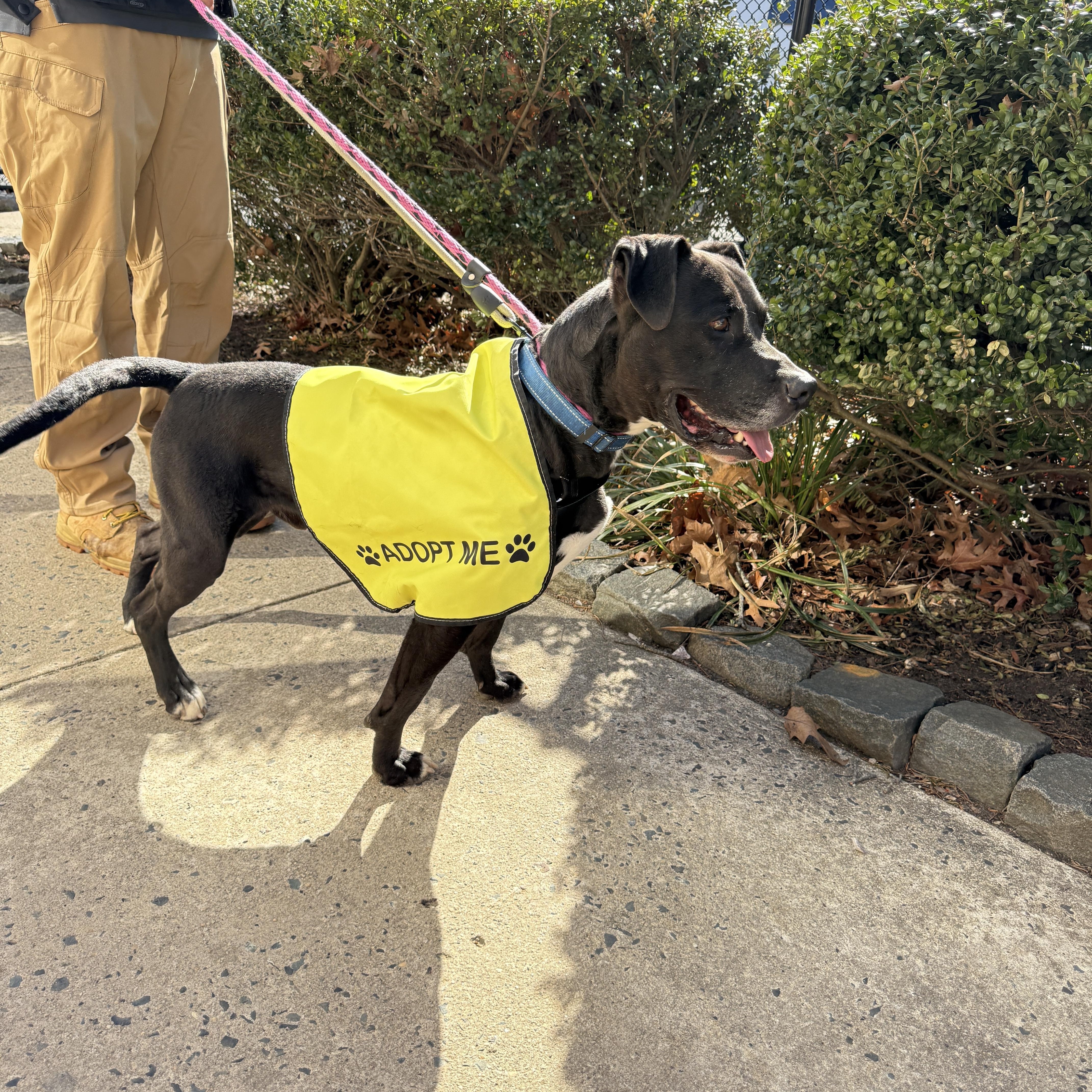 Caliber, a Adoptable mixed breed in Old Bridge, NJ image 2/6