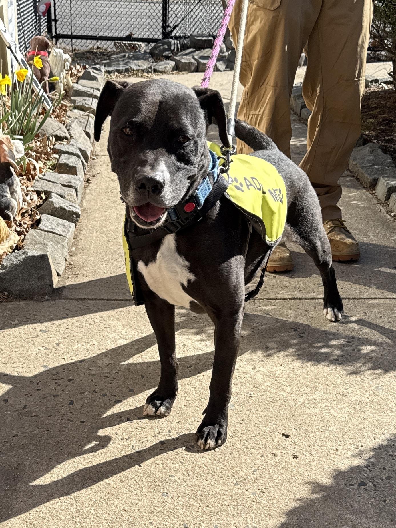 Caliber, Adoptable, Adult Male Pit Bull Terrier.