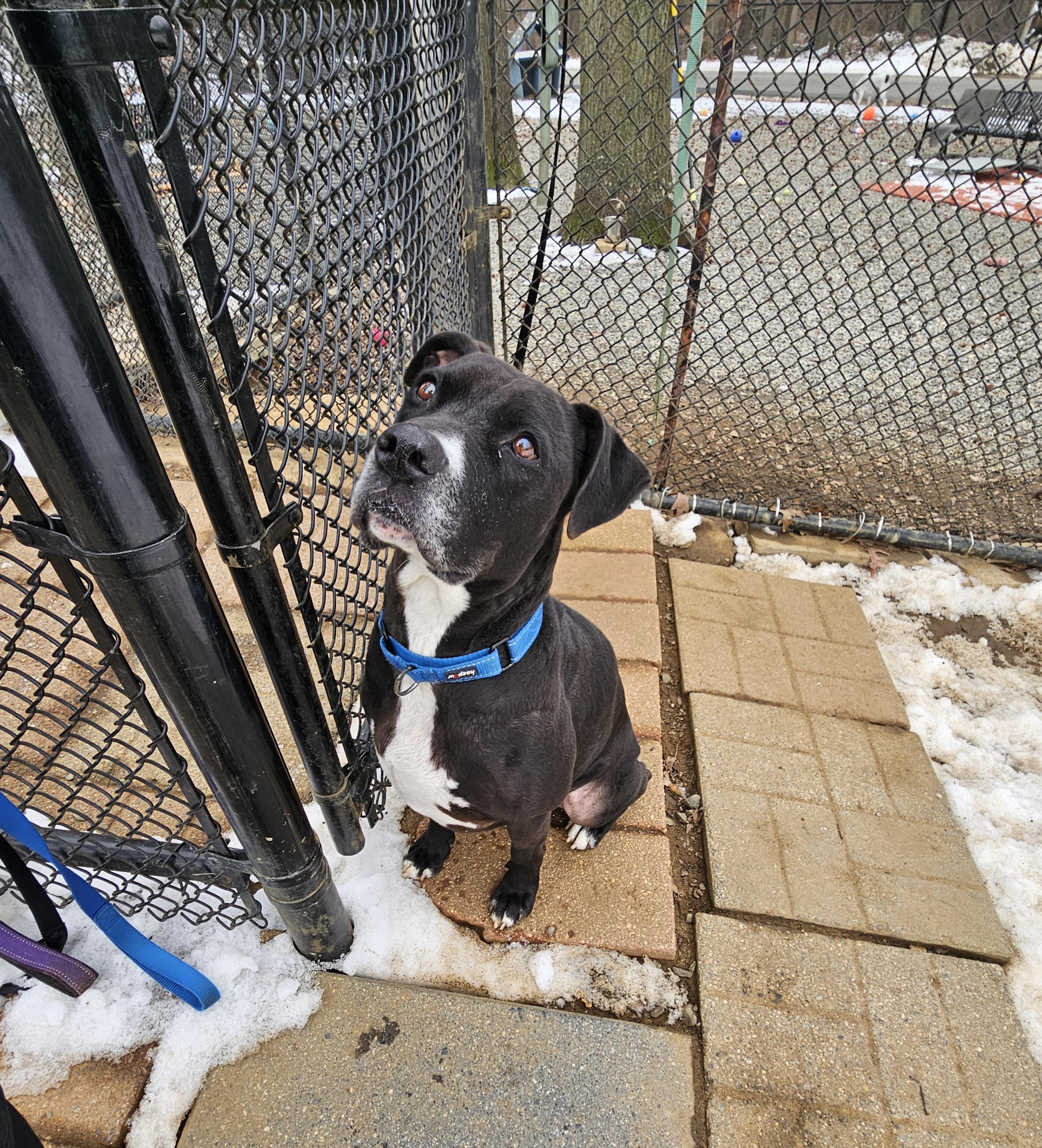 Caliber, a Adoptable mixed breed in Old Bridge, NJ image 4/6