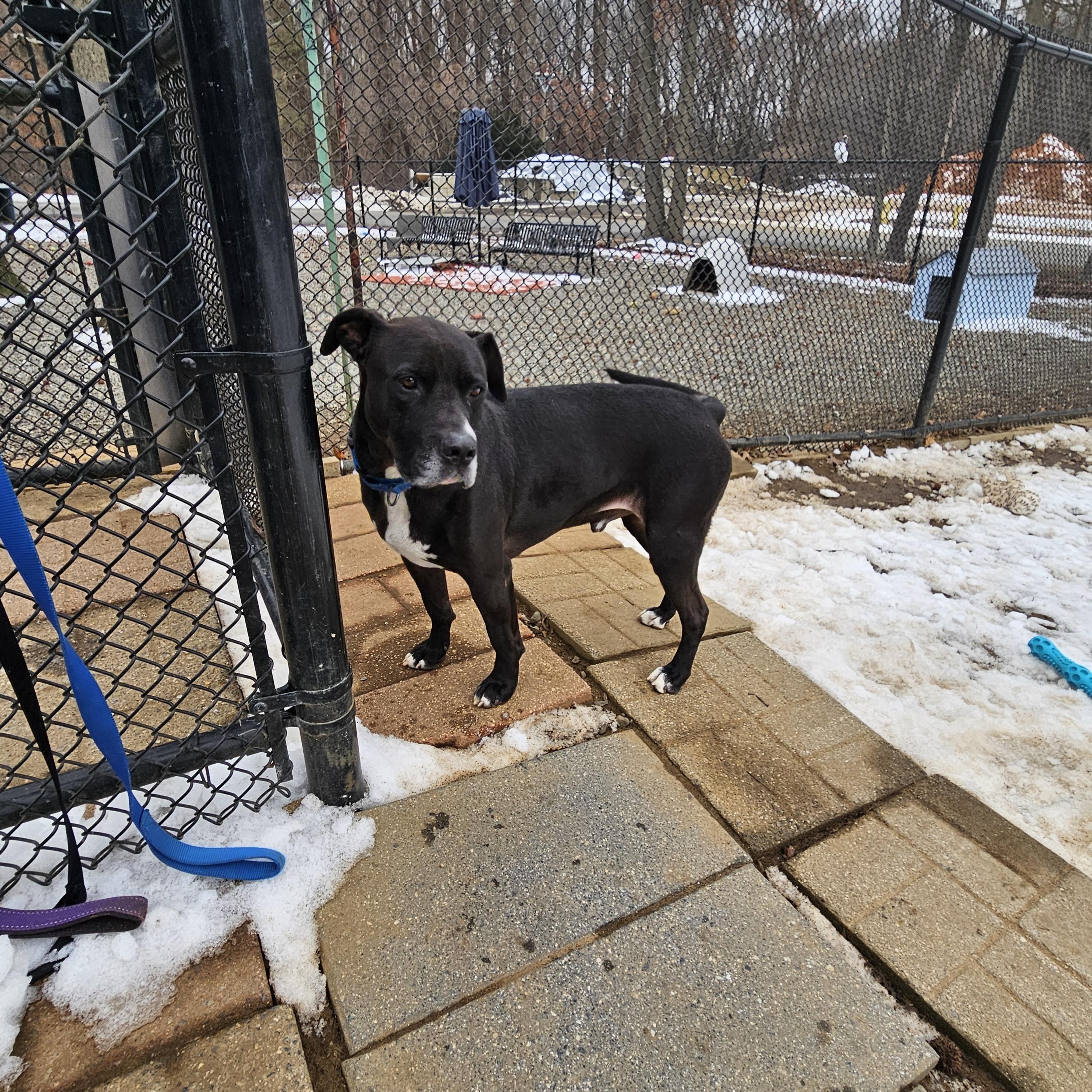 Caliber, a Adoptable mixed breed in Old Bridge, NJ image 5/6