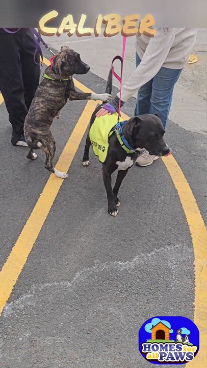 Enlarge Caliber, a Adoptable mixed breed in Old Bridge, NJ video 6/6