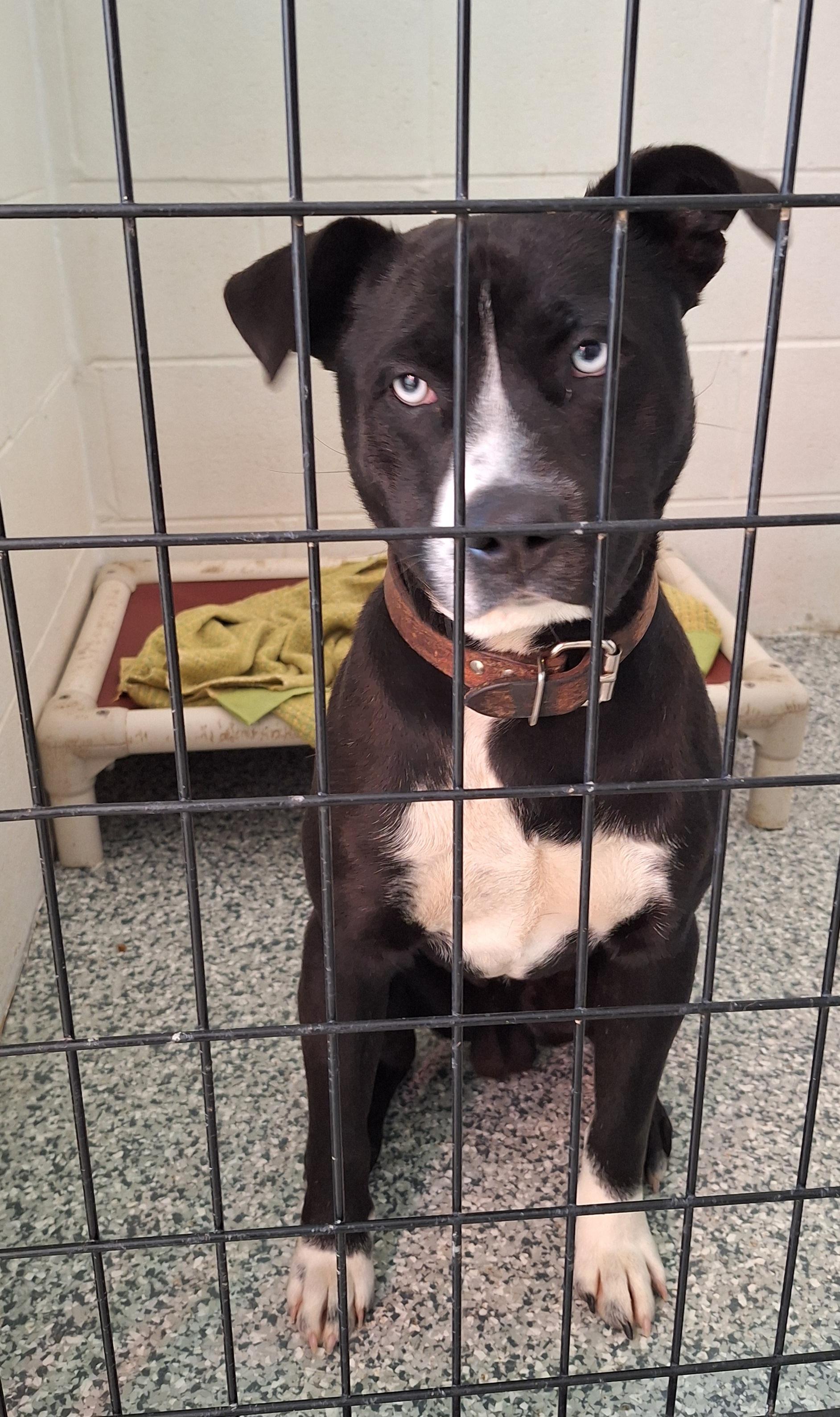 Dawson, ADOPTABLE, Adult Male Terrier.