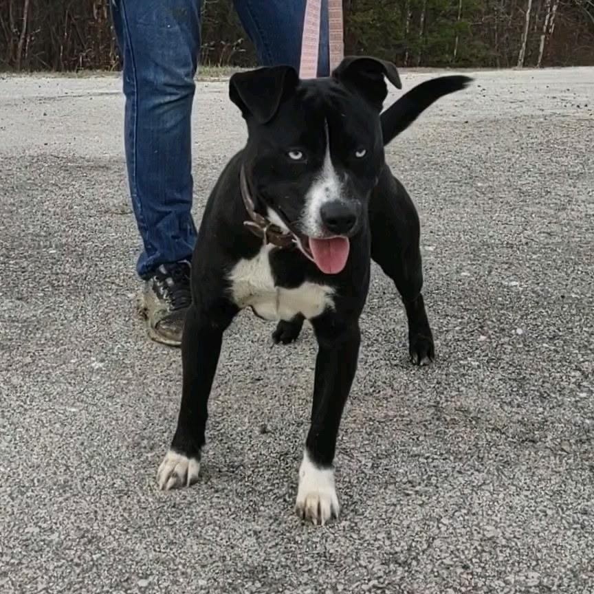 Enlarge Dawson, a ADOPTABLE mixed breed in Stanton, KY image 2/6