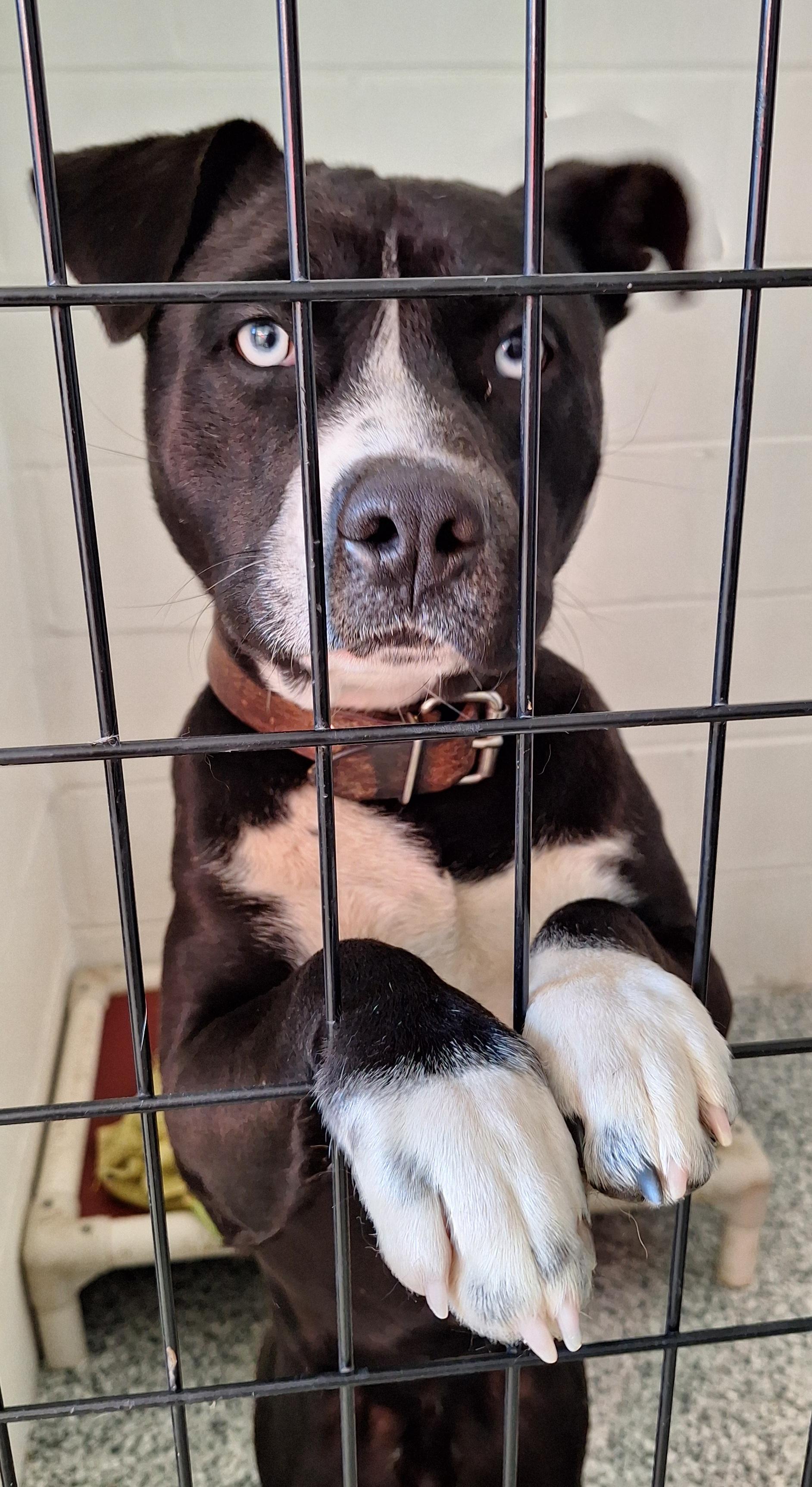 Enlarge Dawson, a ADOPTABLE mixed breed in Stanton, KY image 3/6