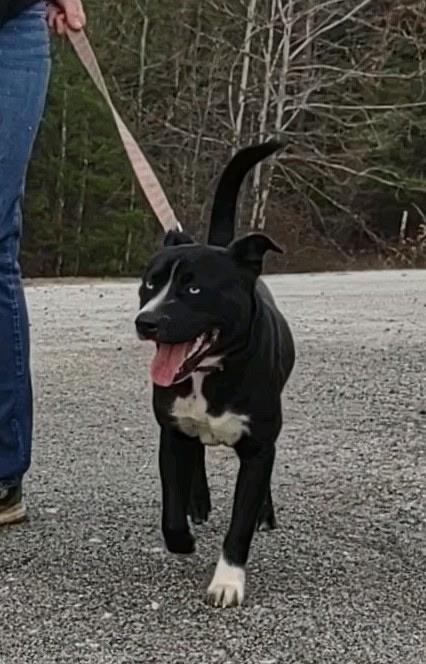 Enlarge Dawson, a ADOPTABLE mixed breed in Stanton, KY image 4/6