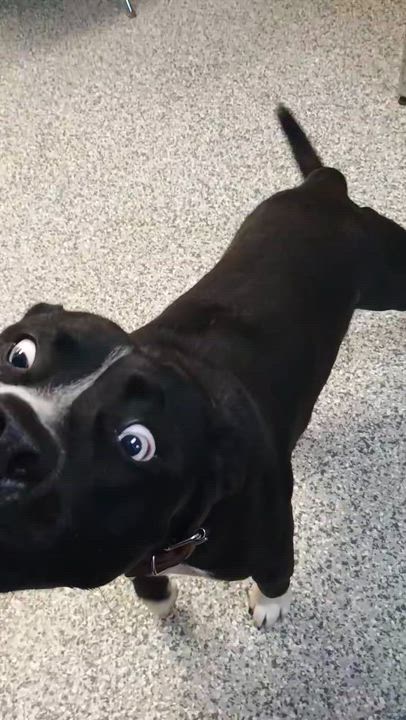 Enlarge Dawson, a ADOPTABLE mixed breed in Stanton, KY video 5/6