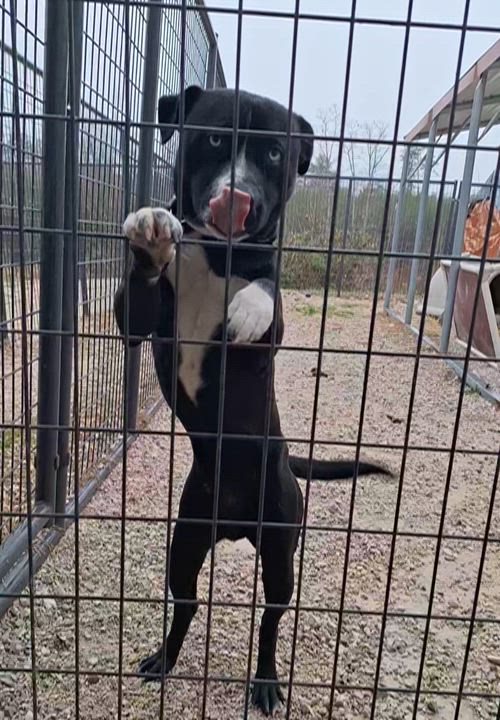 Enlarge Dawson, a ADOPTABLE mixed breed in Stanton, KY video 6/6