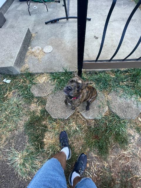 Sadie Mae, Adoptable, Young Female Pit Bull Terrier & Catahoula Leopard Dog.