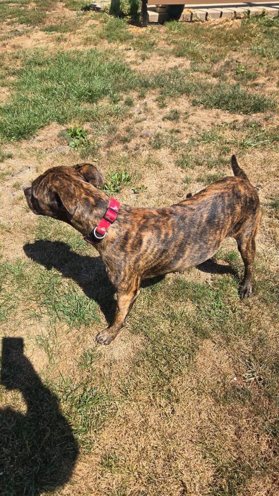 Sadie Mae, Adoptable, Young Female Pit Bull Terrier & Catahoula Leopard Dog.