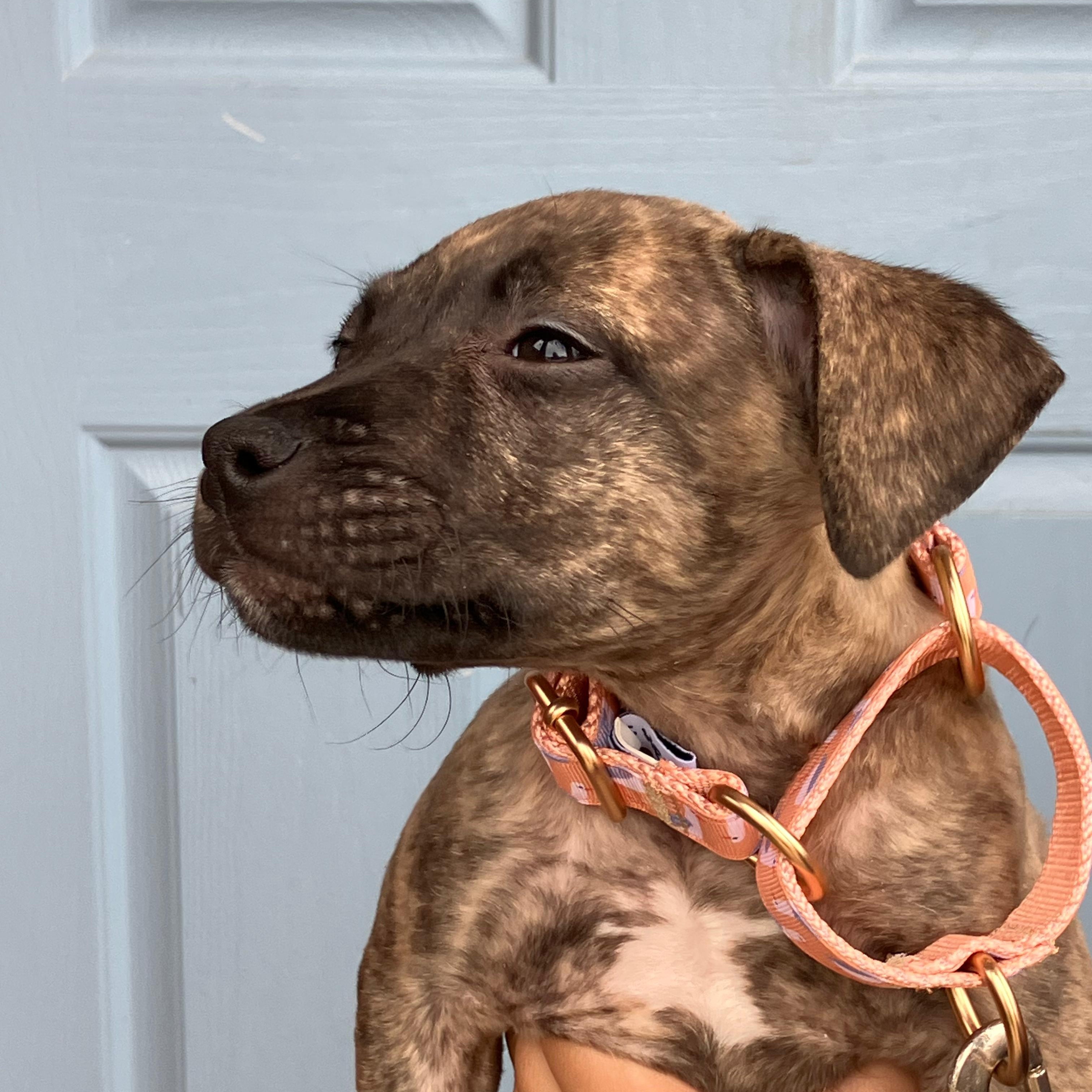 Enlarge Natasha, an adopted mixed breed in Syracuse , NY image 3/5