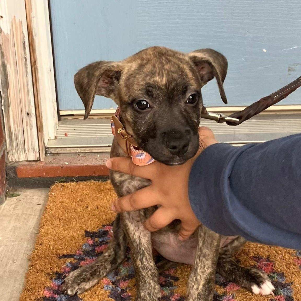 Enlarge Natasha, an adopted mixed breed in Syracuse , NY image 2/5