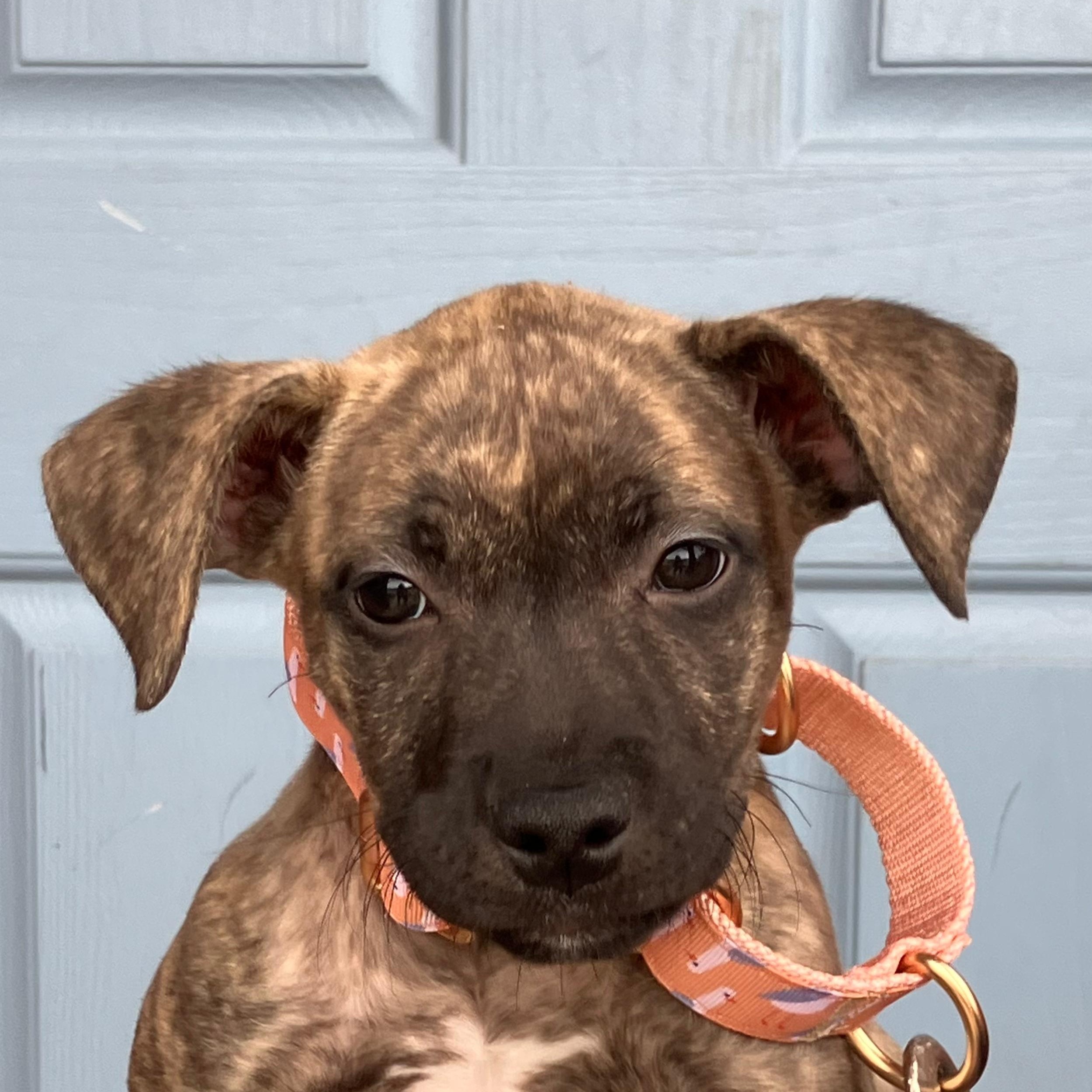 Natasha, adopted, Puppy Female American Staffordshire Terrier.