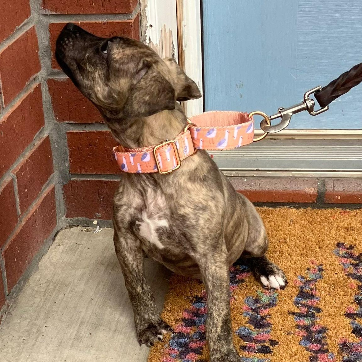 Enlarge Natasha, an adopted mixed breed in Syracuse , NY image 4/5