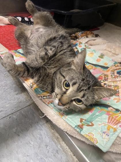 Precious, Adoptable, Young Female Domestic Short Hair & Domestic Short Hair.