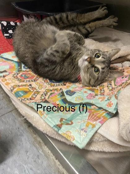 Enlarge Precious, a Adoptable mixed breed in Hobart, IN image 3/3