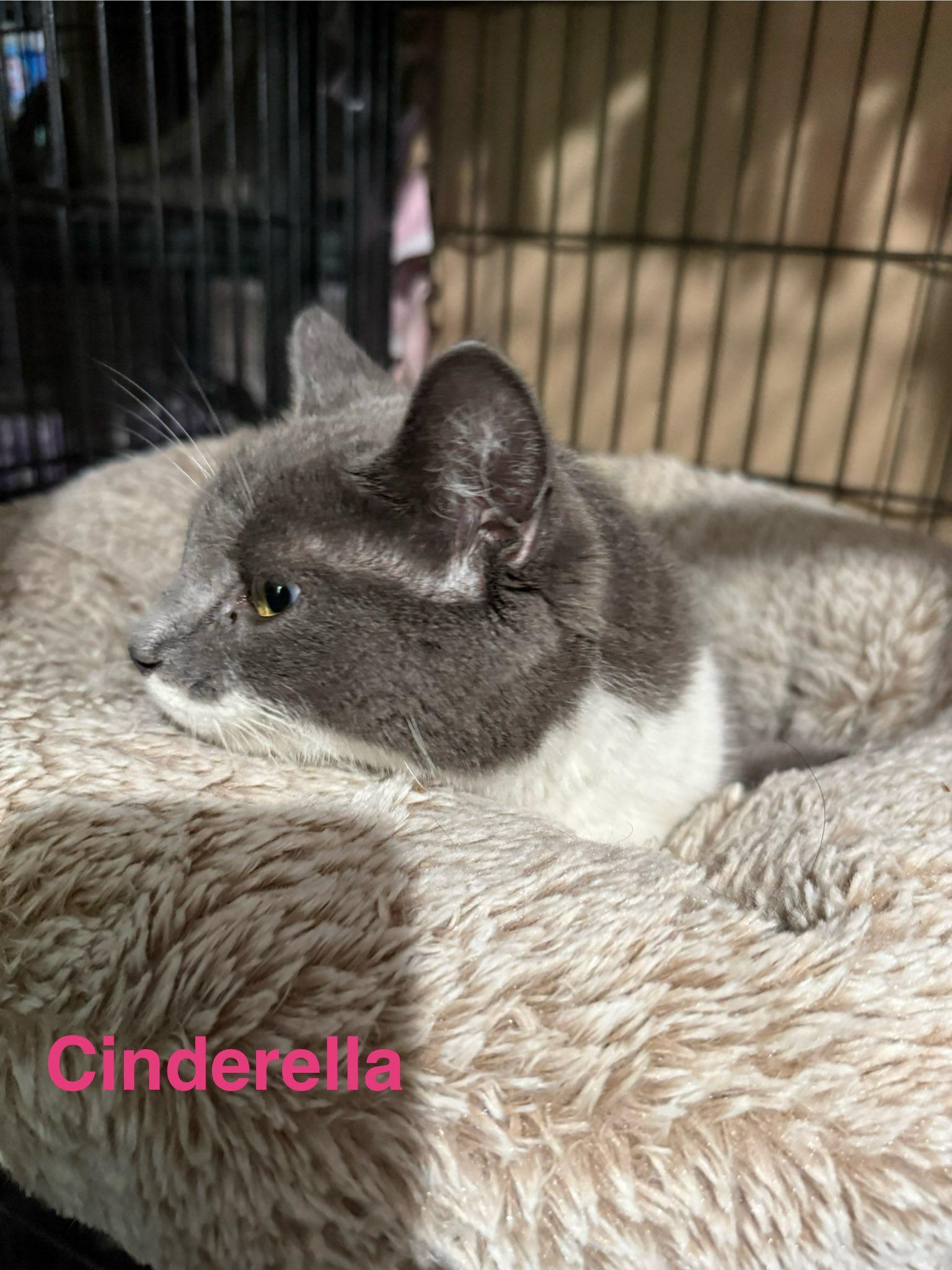 Cinderella thumbnail 1