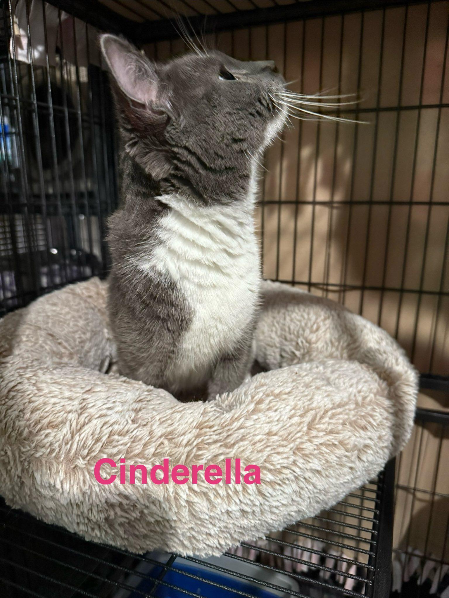 Cinderella thumbnail 2