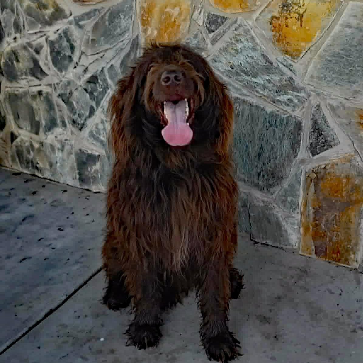 Enlarge Fluke, a Adoptable mixed breed in Marion, NC image 4/4