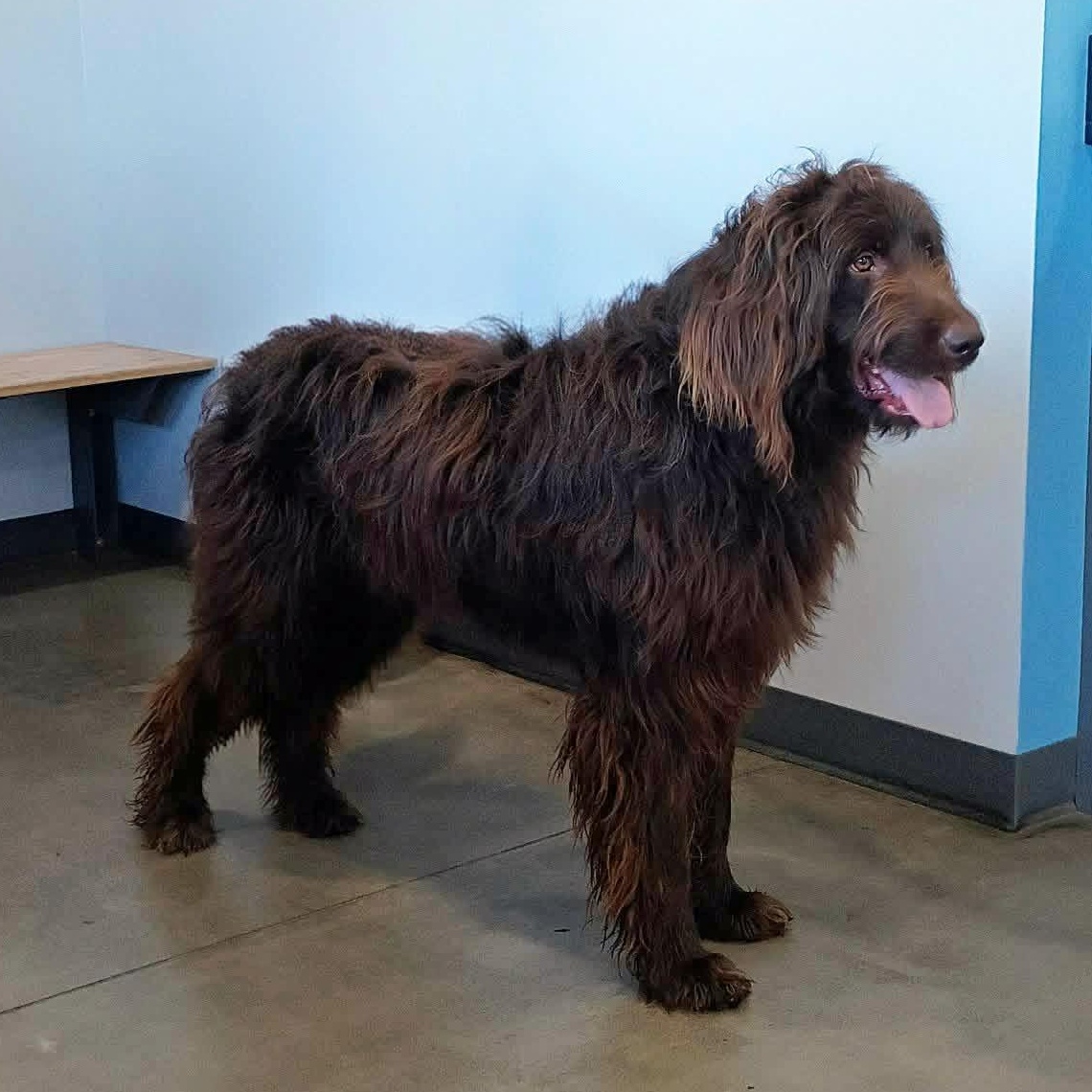 Enlarge Fluke, a Adoptable mixed breed in Marion, NC image 2/4