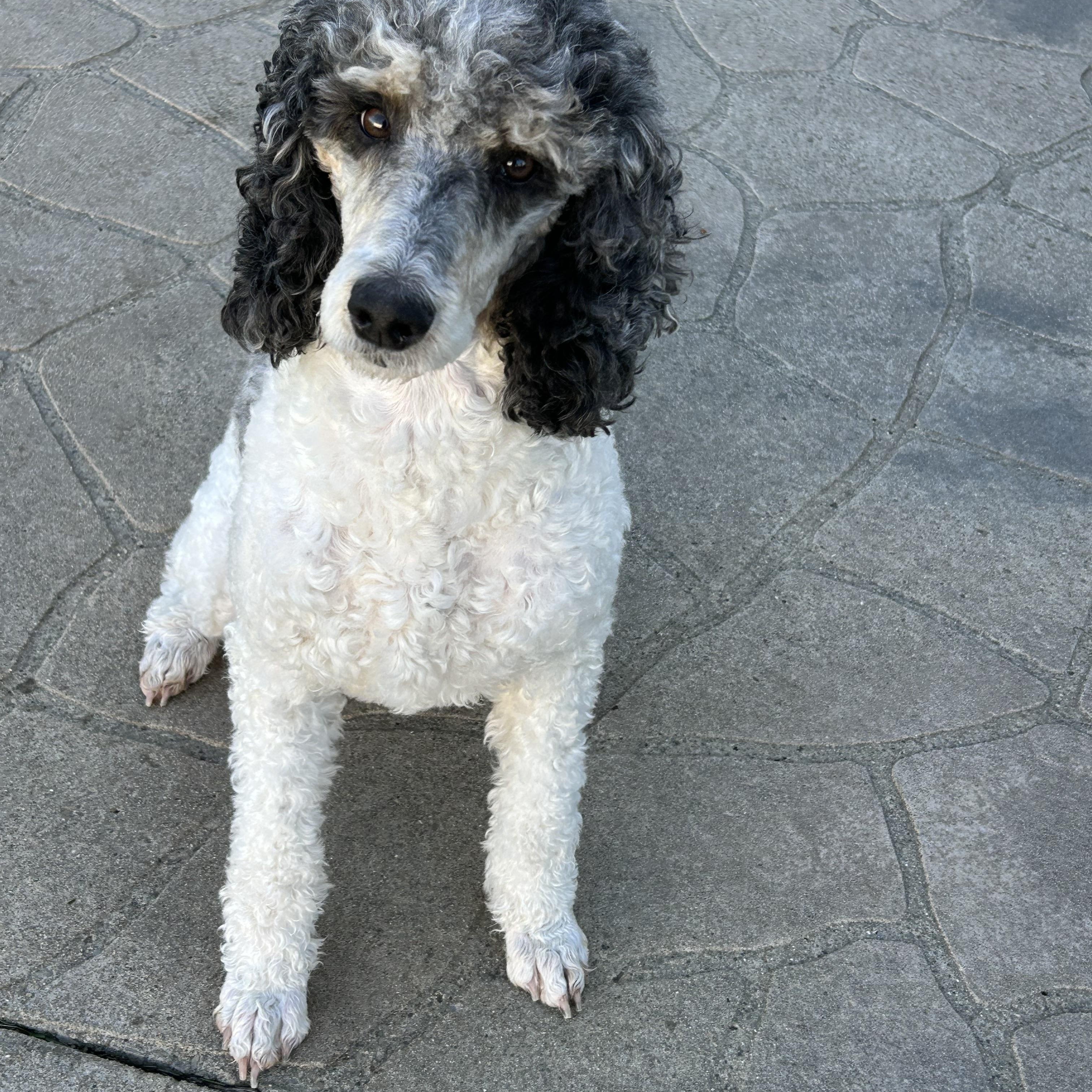 Enlarge Smoking hot, a Adoptable Standard Poodle in Maumee , OH image 1/5