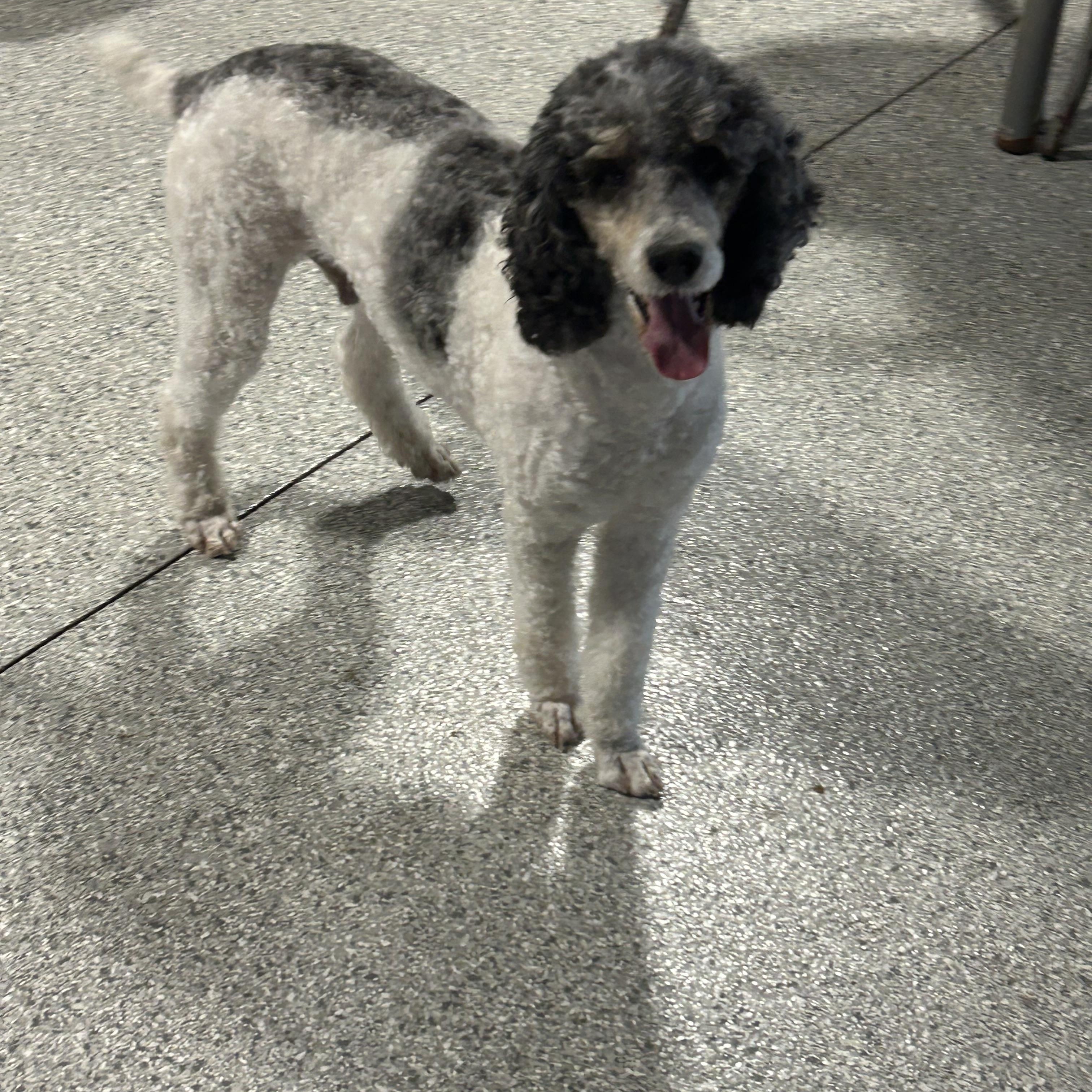 Enlarge Smoking hot, a Adoptable Standard Poodle in Maumee , OH image 2/5