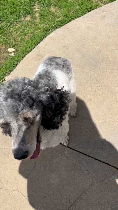 Enlarge Smoking hot, a Adoptable Standard Poodle in Maumee , OH video 5/5