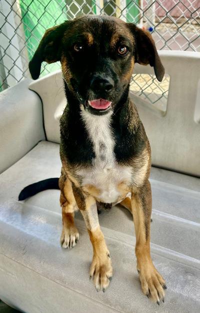 Enlarge Joey, a Adoptable mixed breed in Gardena, CA image 1/2