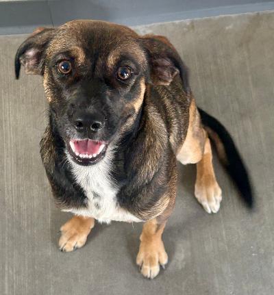 Enlarge Joey, a Adoptable mixed breed in Gardena, CA image 2/2