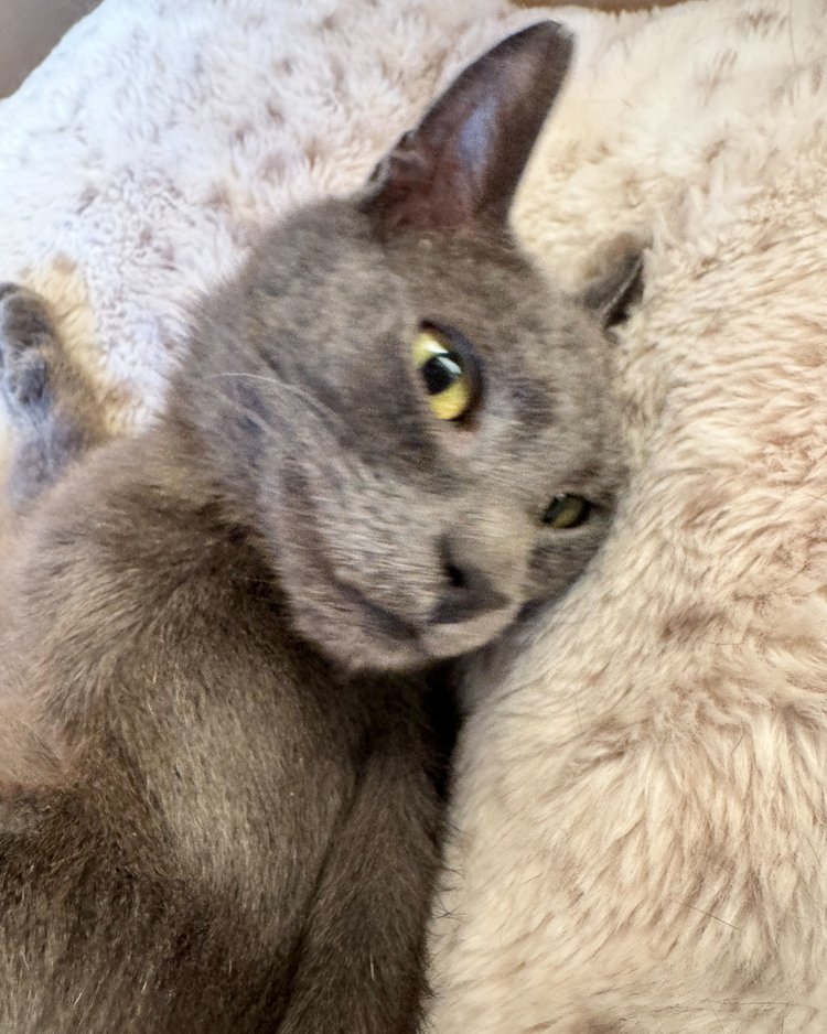 Cat for adoption Astro, a Domestic Short Hair in Ellenwood, GA