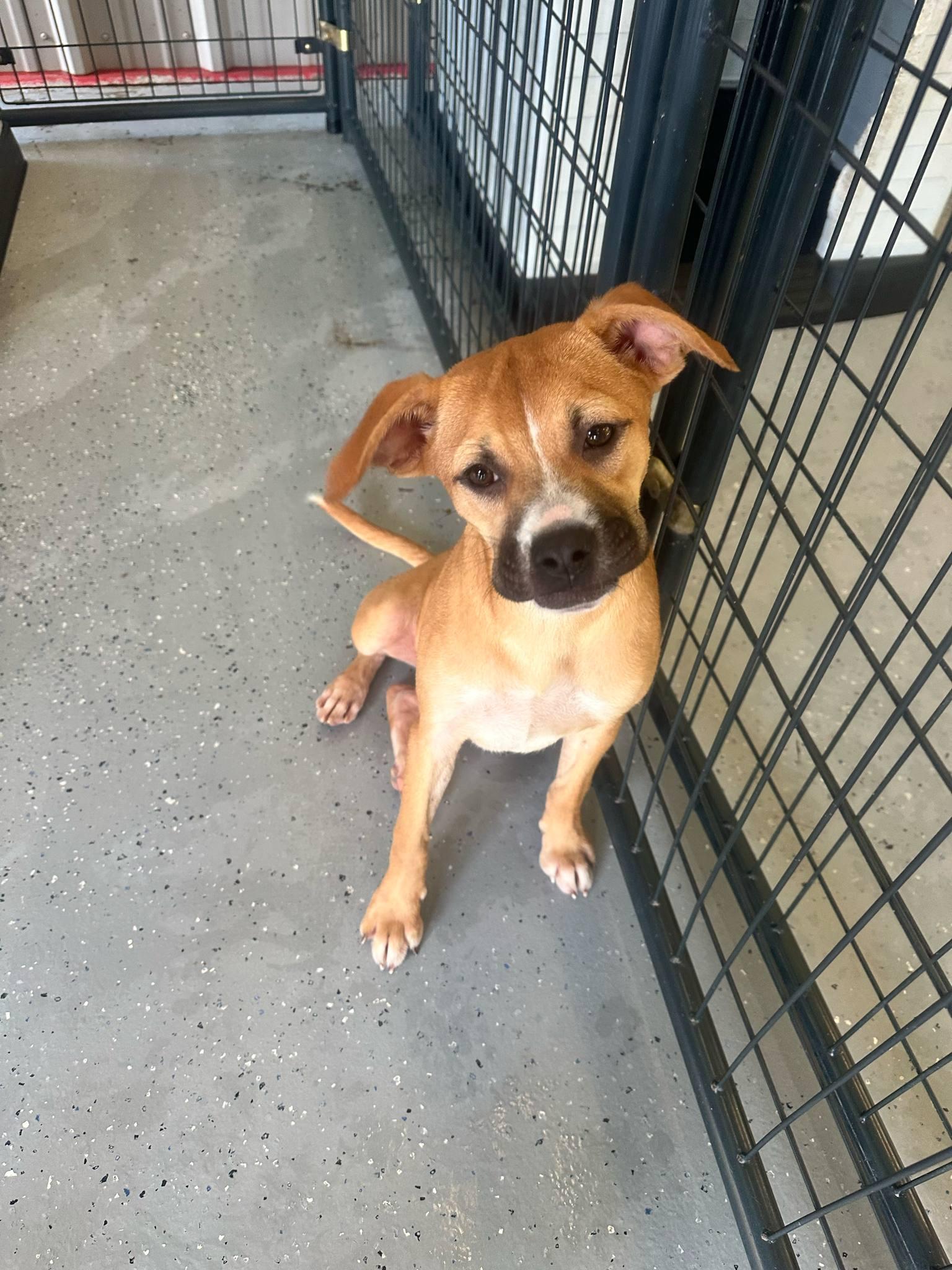 Myrtle, Young Female Mixed Breed