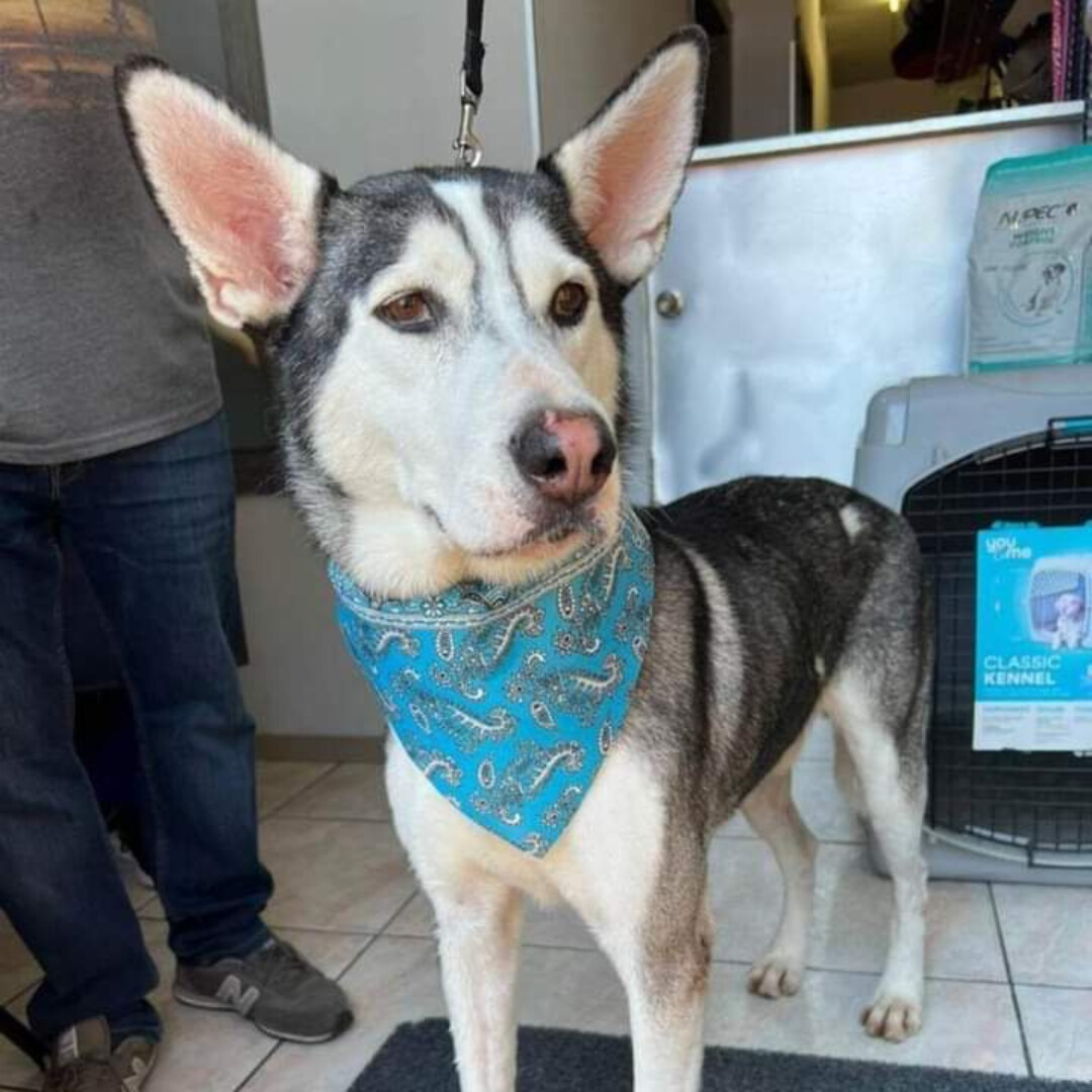 Dog for adoption Zeus, a Husky in Santa Ana, CA Petfinder