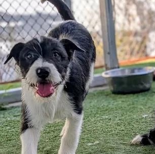 26-21C, ADOPTABLE, Young Male Terrier.