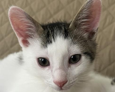 Triscuit, Adoptable, Kitten Male Domestic Short Hair.